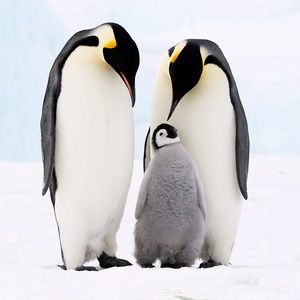 Meet your Posher, Austin